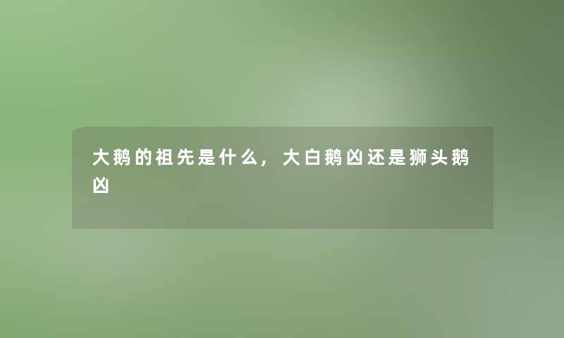 大鹅的祖先是什么,大白鹅凶还是狮头鹅凶