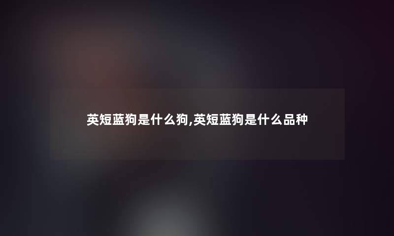 英短蓝狗是什么狗,英短蓝狗是什么品种