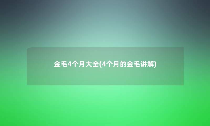 金毛4个月大全(4个月的金毛讲解)