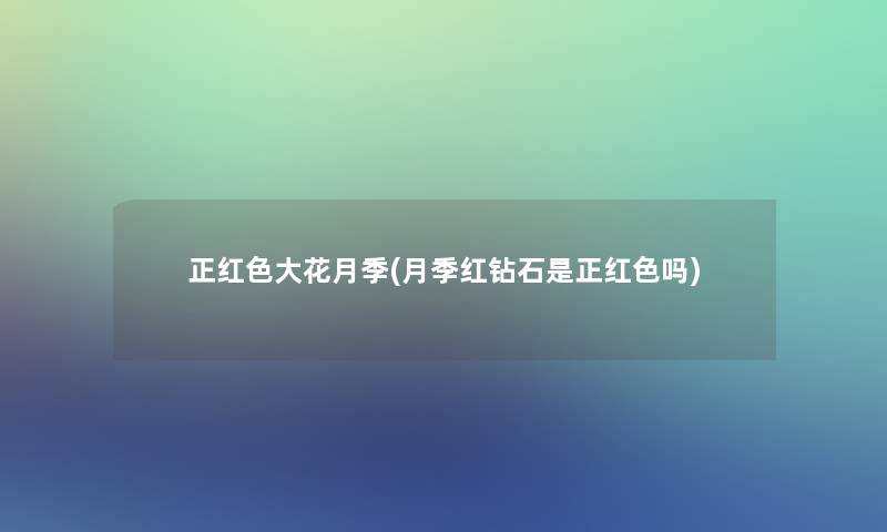 正红色大花月季(月季红钻石是正红色吗)